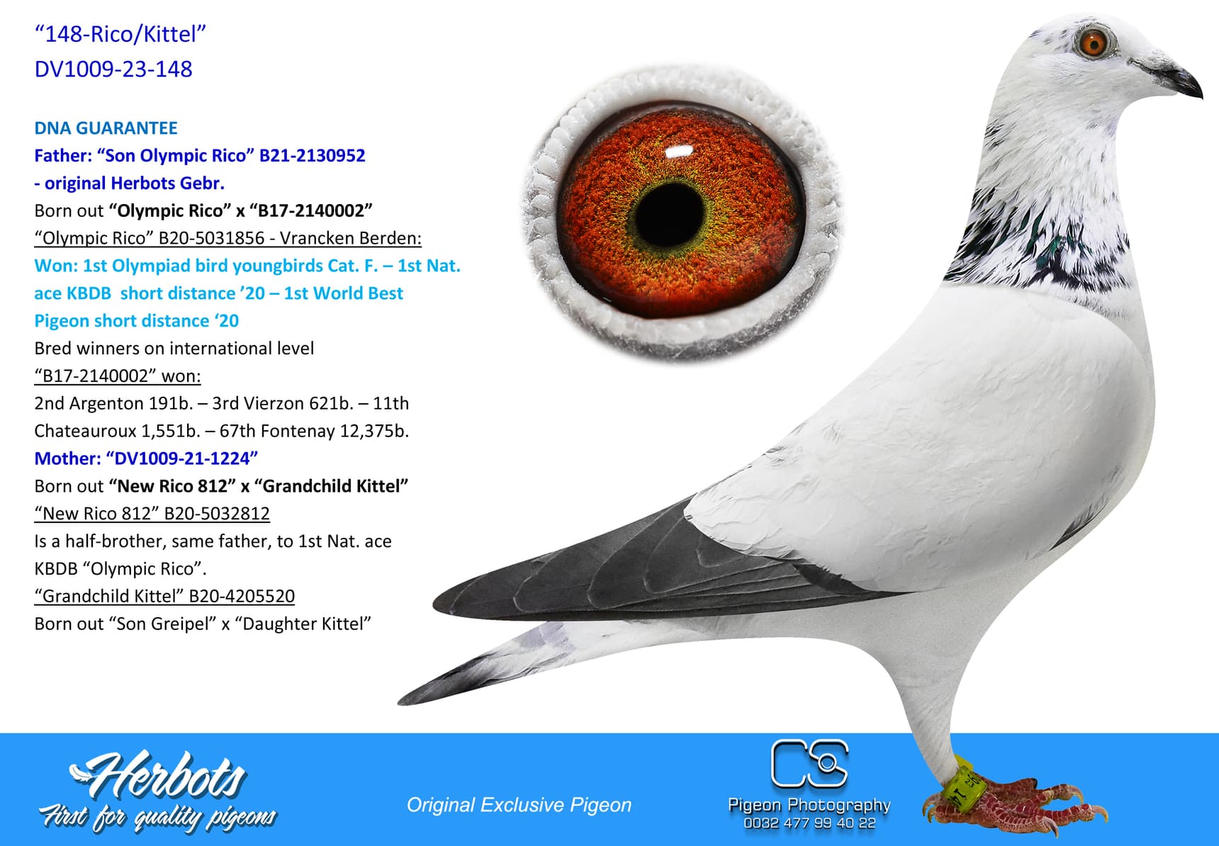 pigeon: undefined