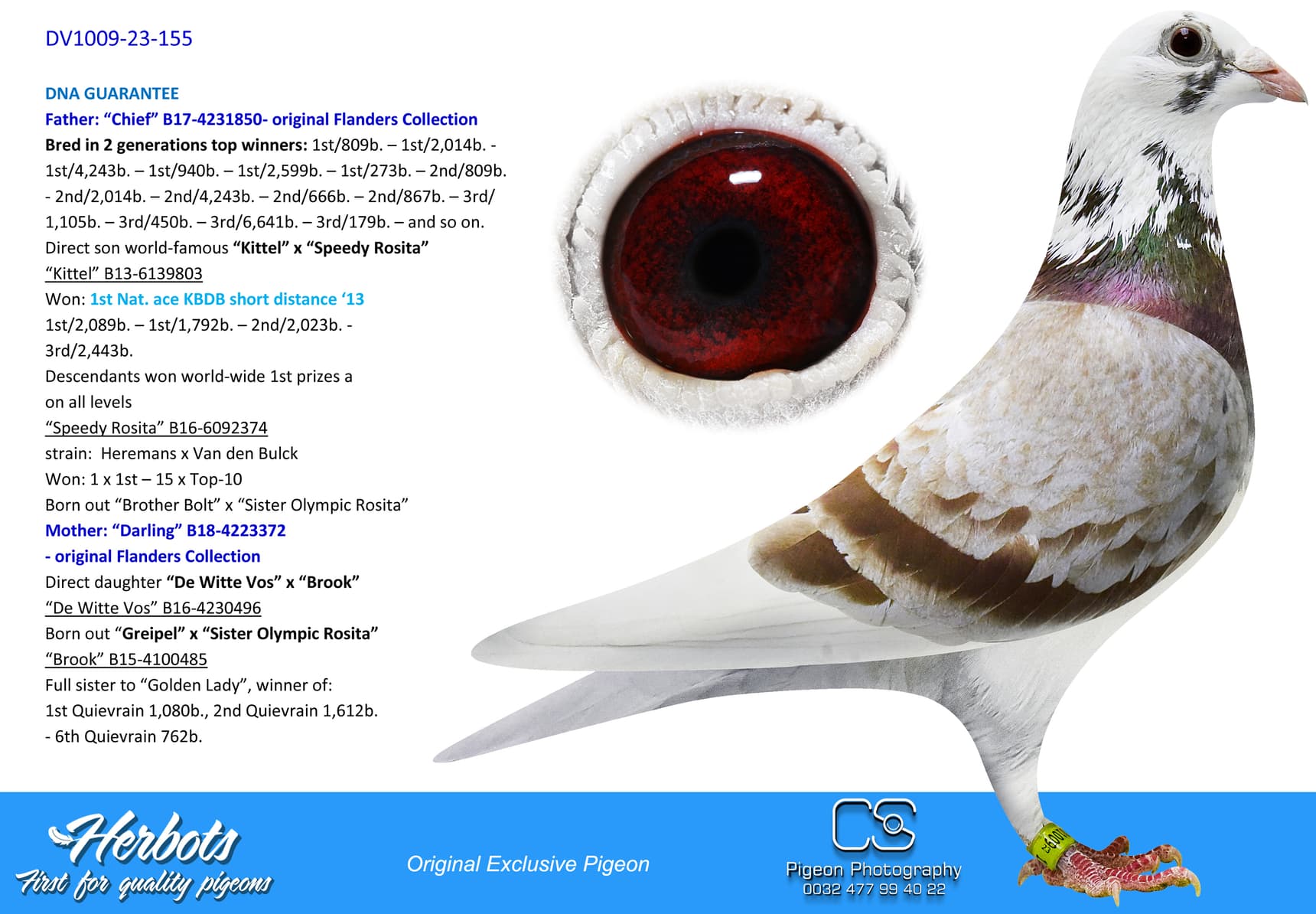 pigeon: undefined