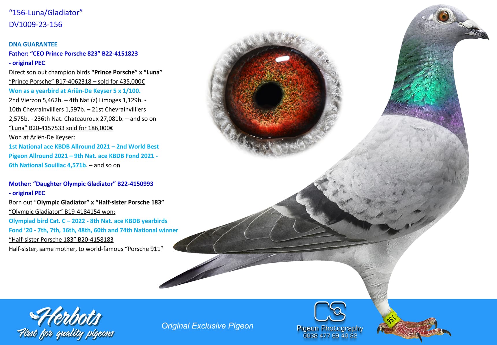 pigeon: undefined