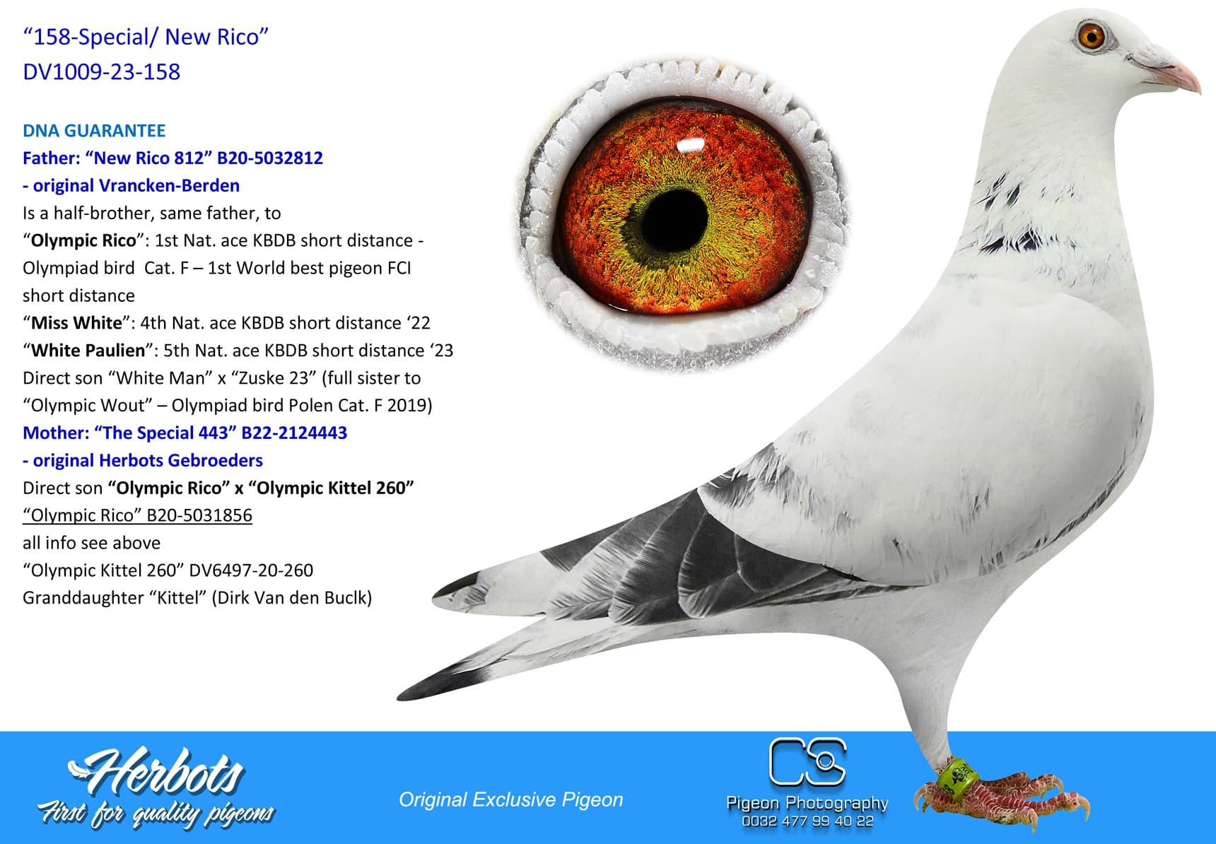 pigeon: undefined