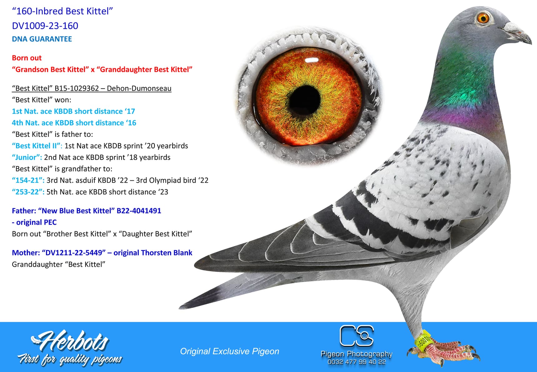 pigeon: undefined