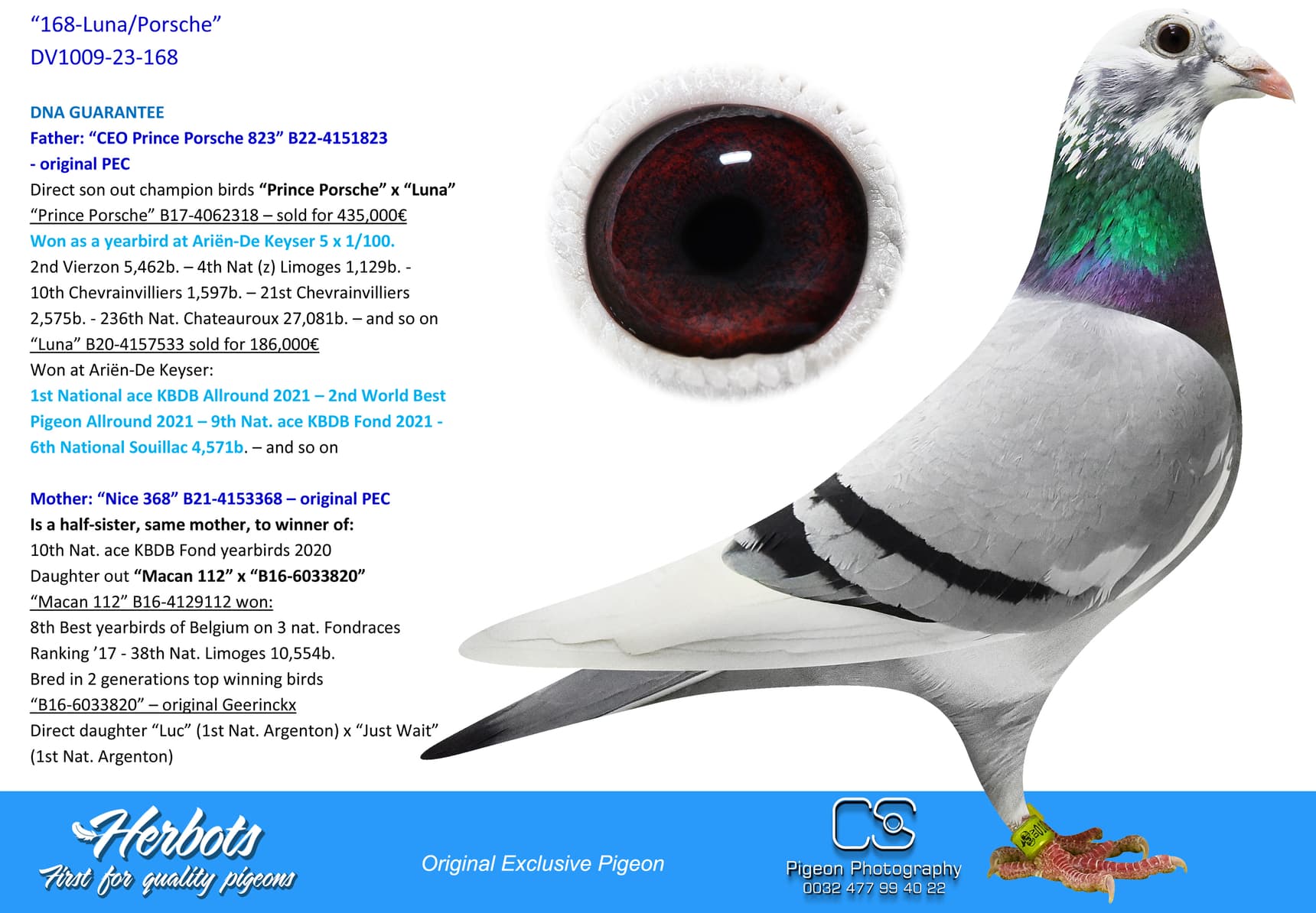 pigeon: undefined