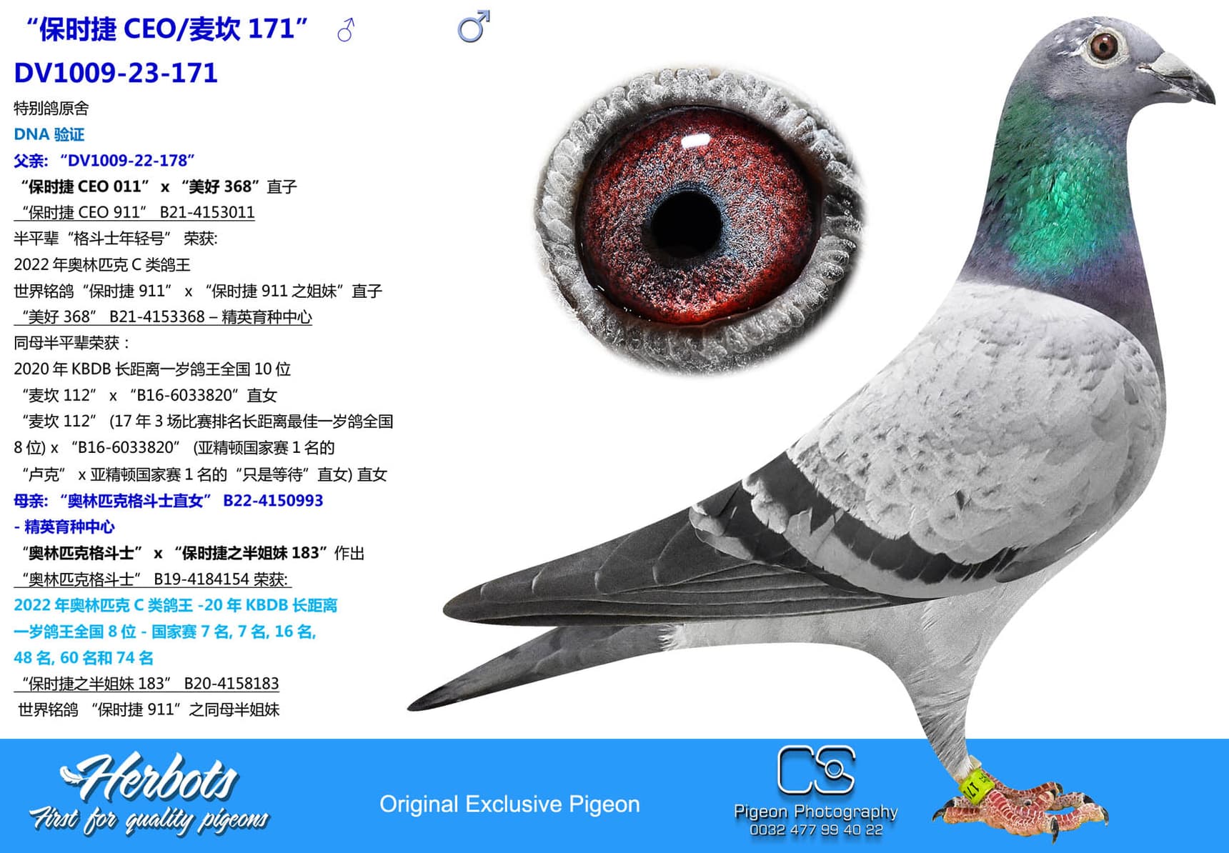 pigeon: undefined