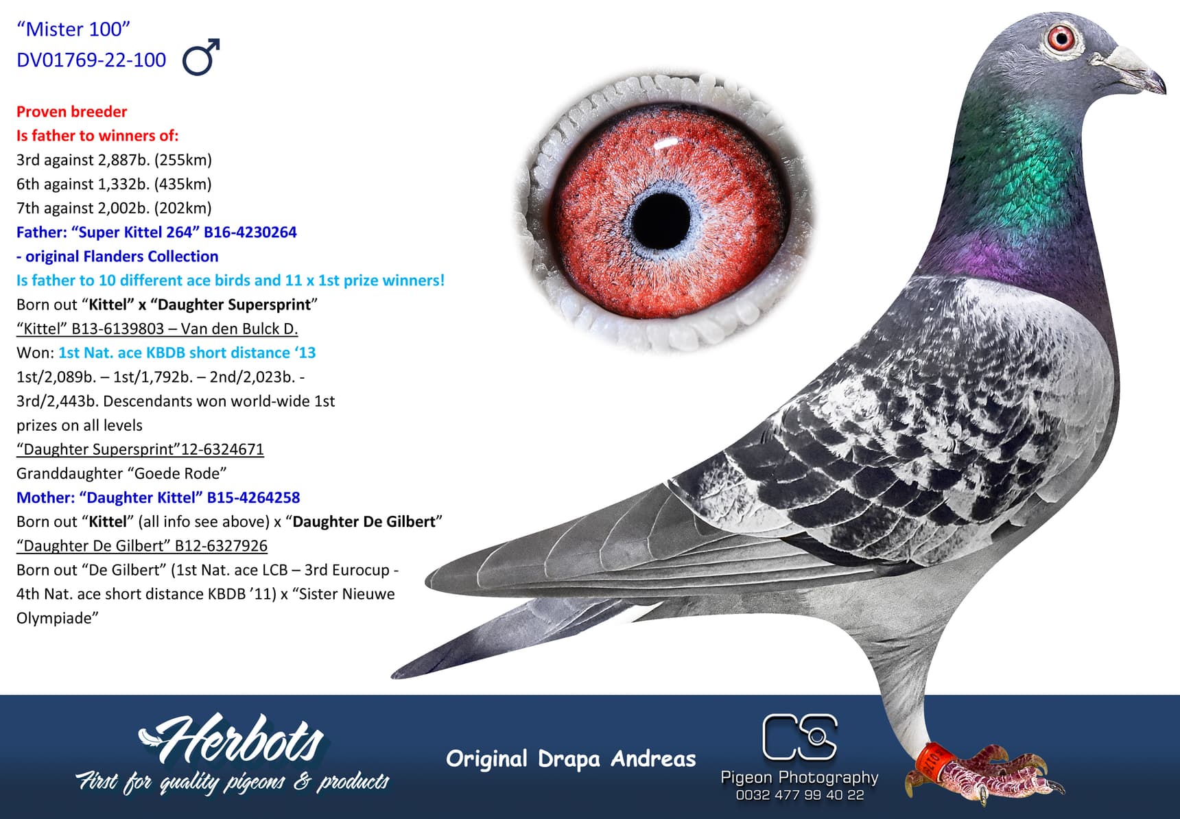 pigeon: undefined