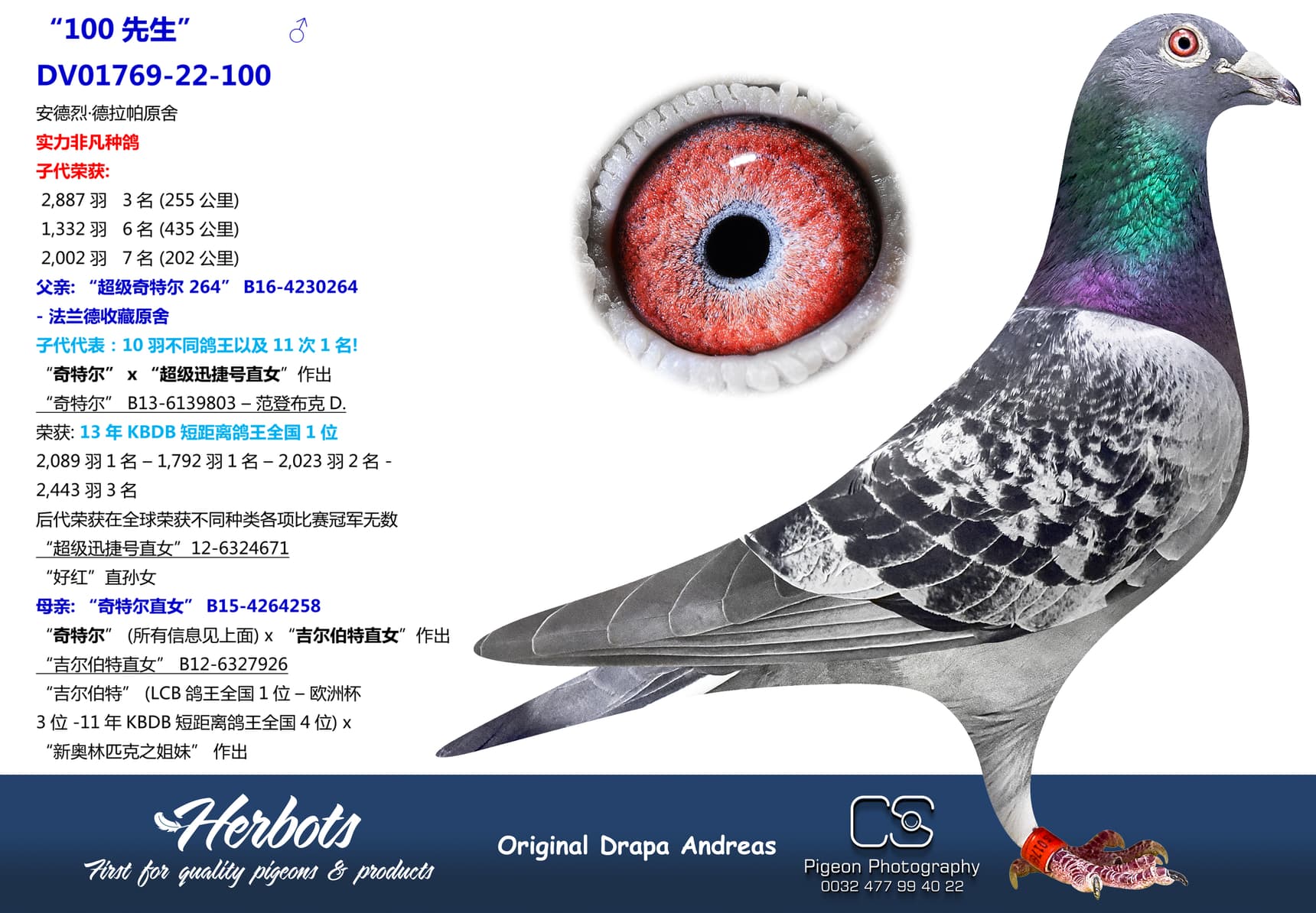 pigeon: undefined