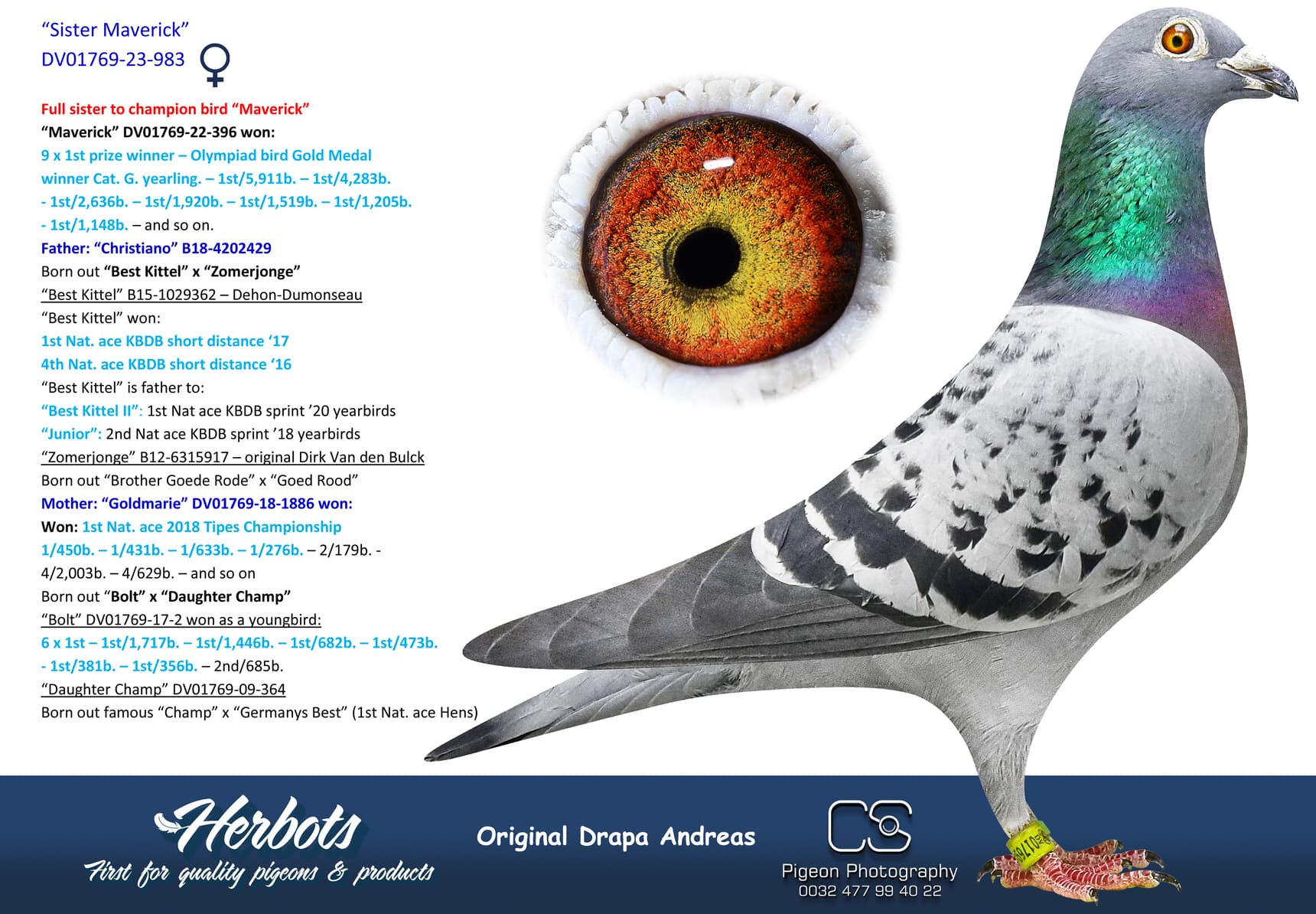 pigeon: undefined