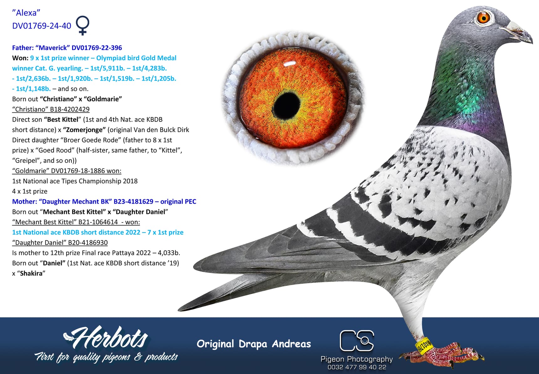 pigeon: undefined