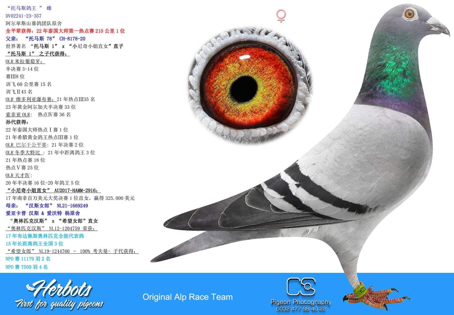 pigeon: undefined
