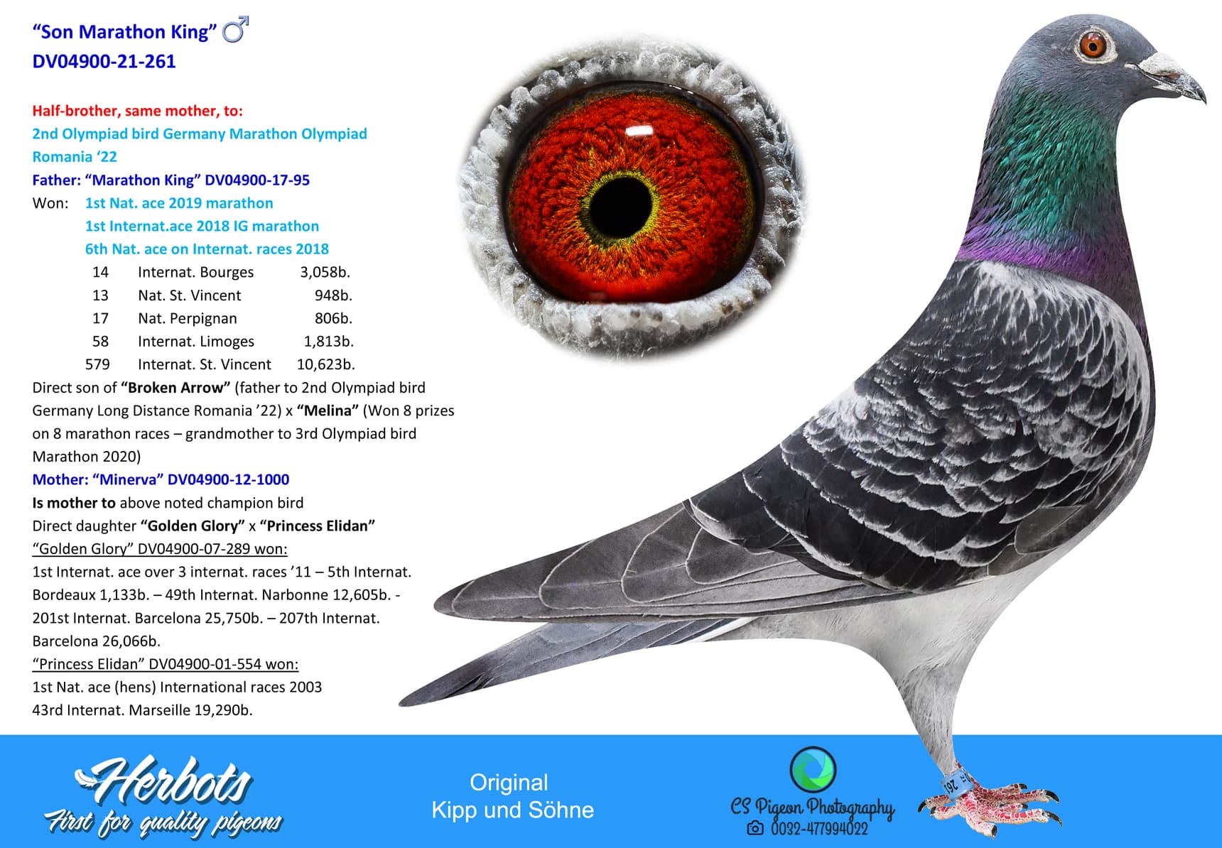 pigeon: undefined
