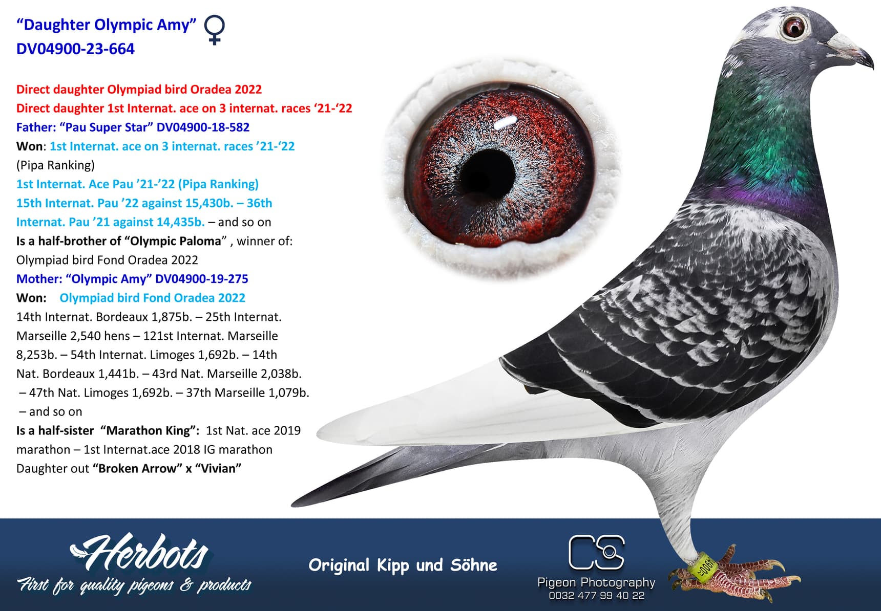 pigeon: undefined