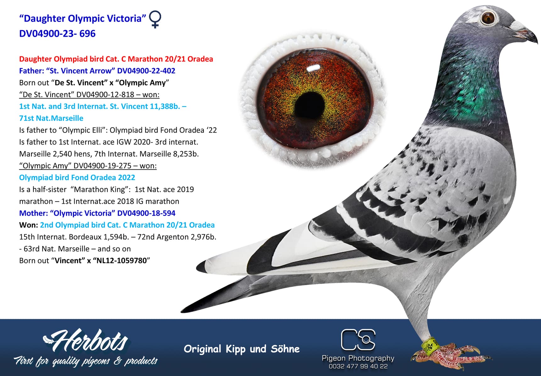 pigeon: undefined
