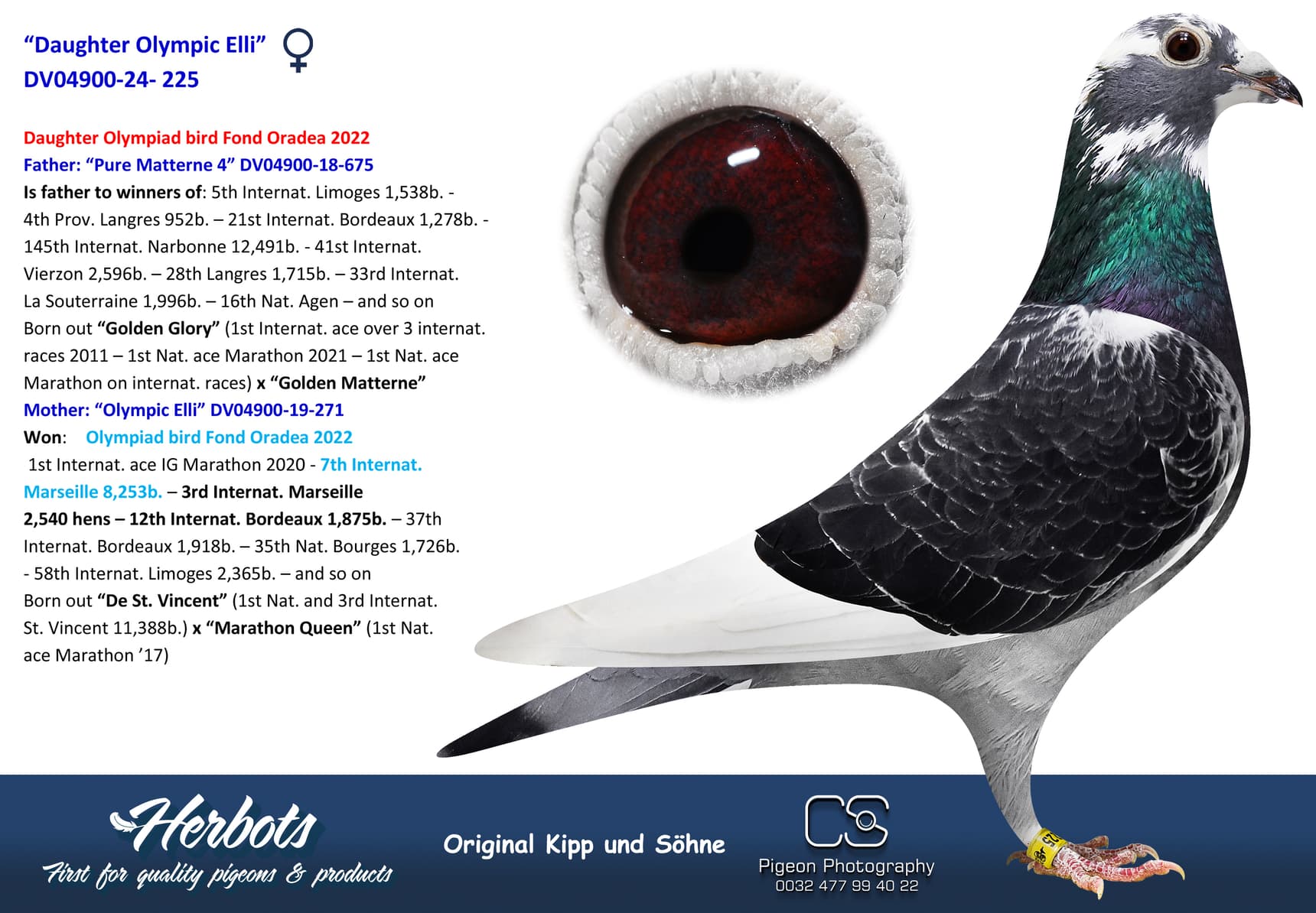 pigeon: undefined