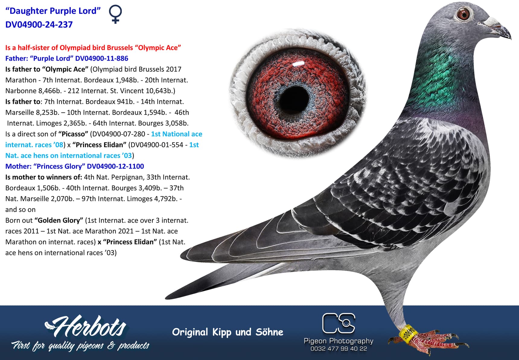 pigeon: undefined