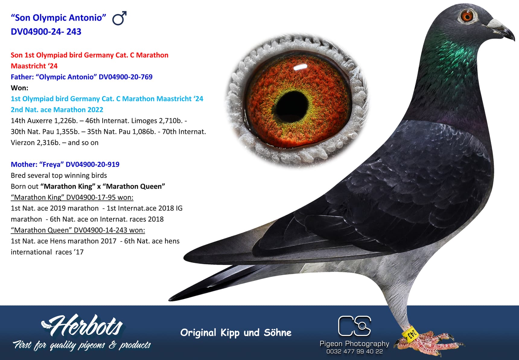pigeon: undefined