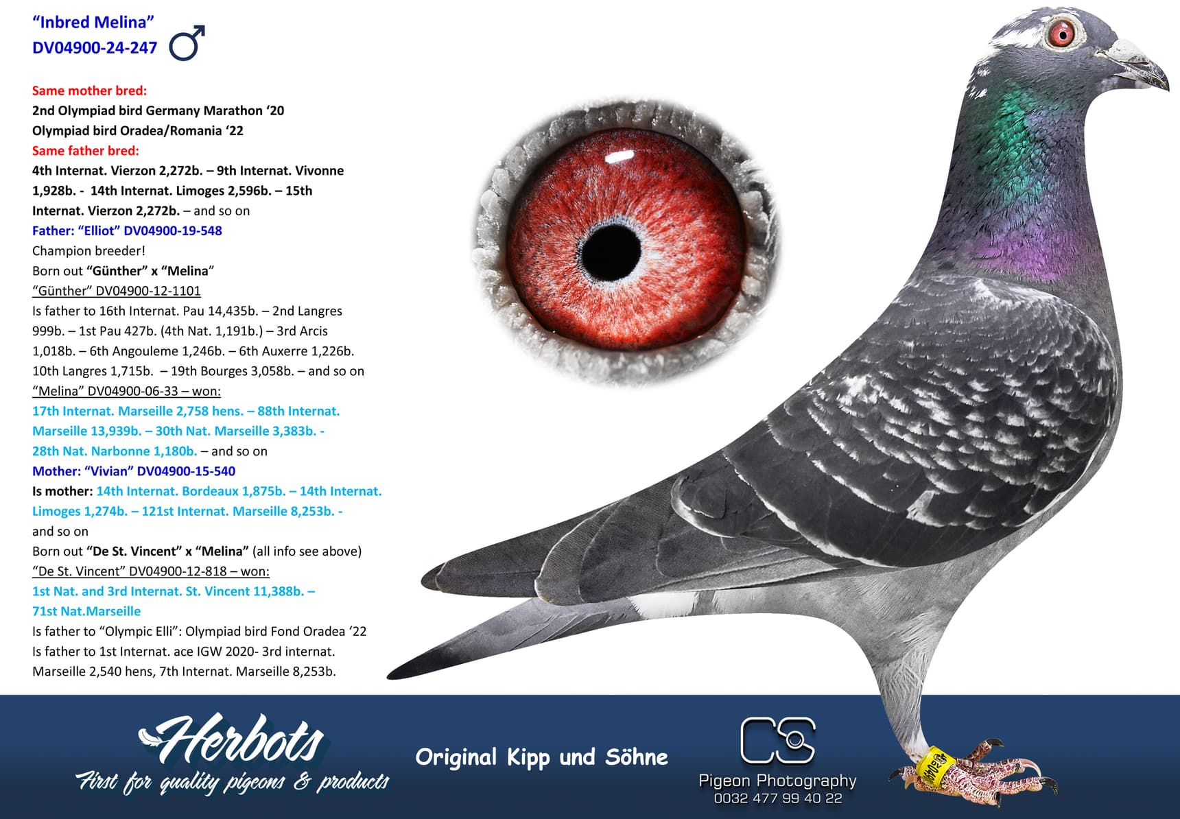 pigeon: undefined