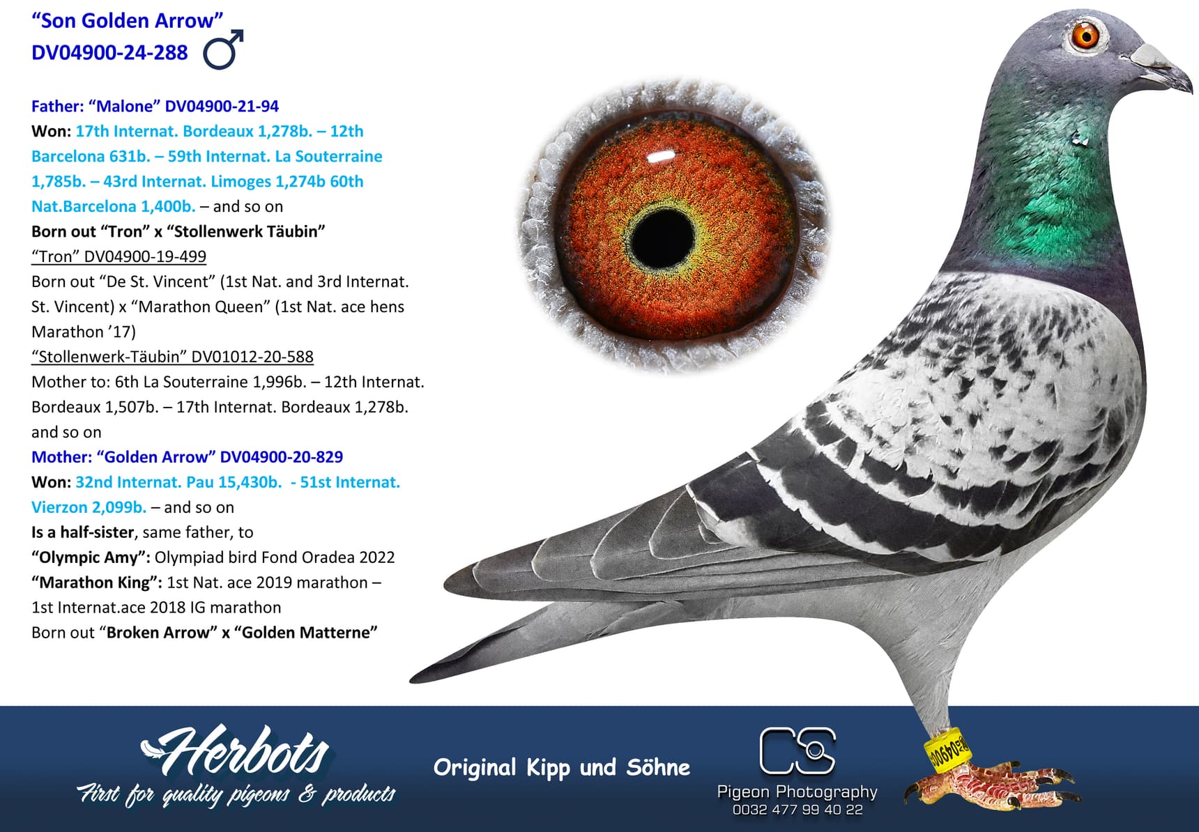 pigeon: undefined