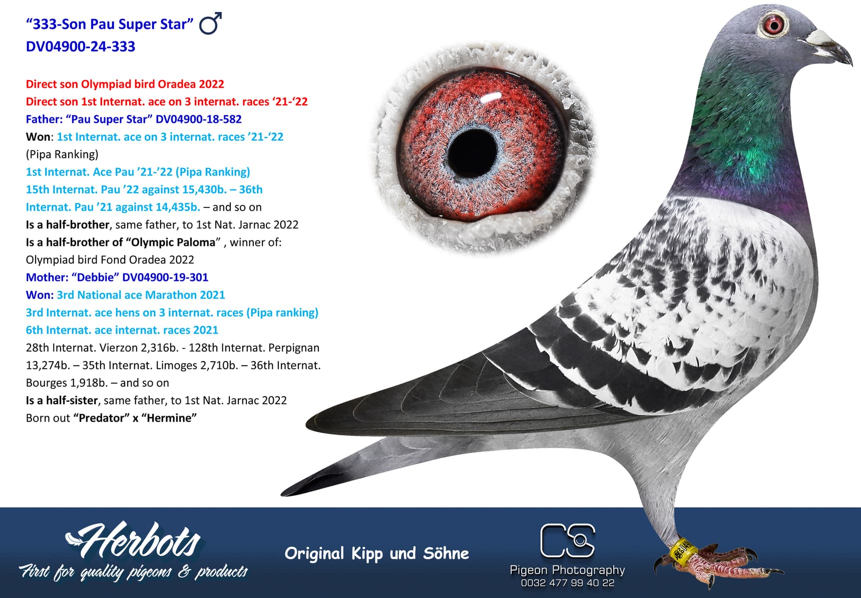 pigeon: undefined