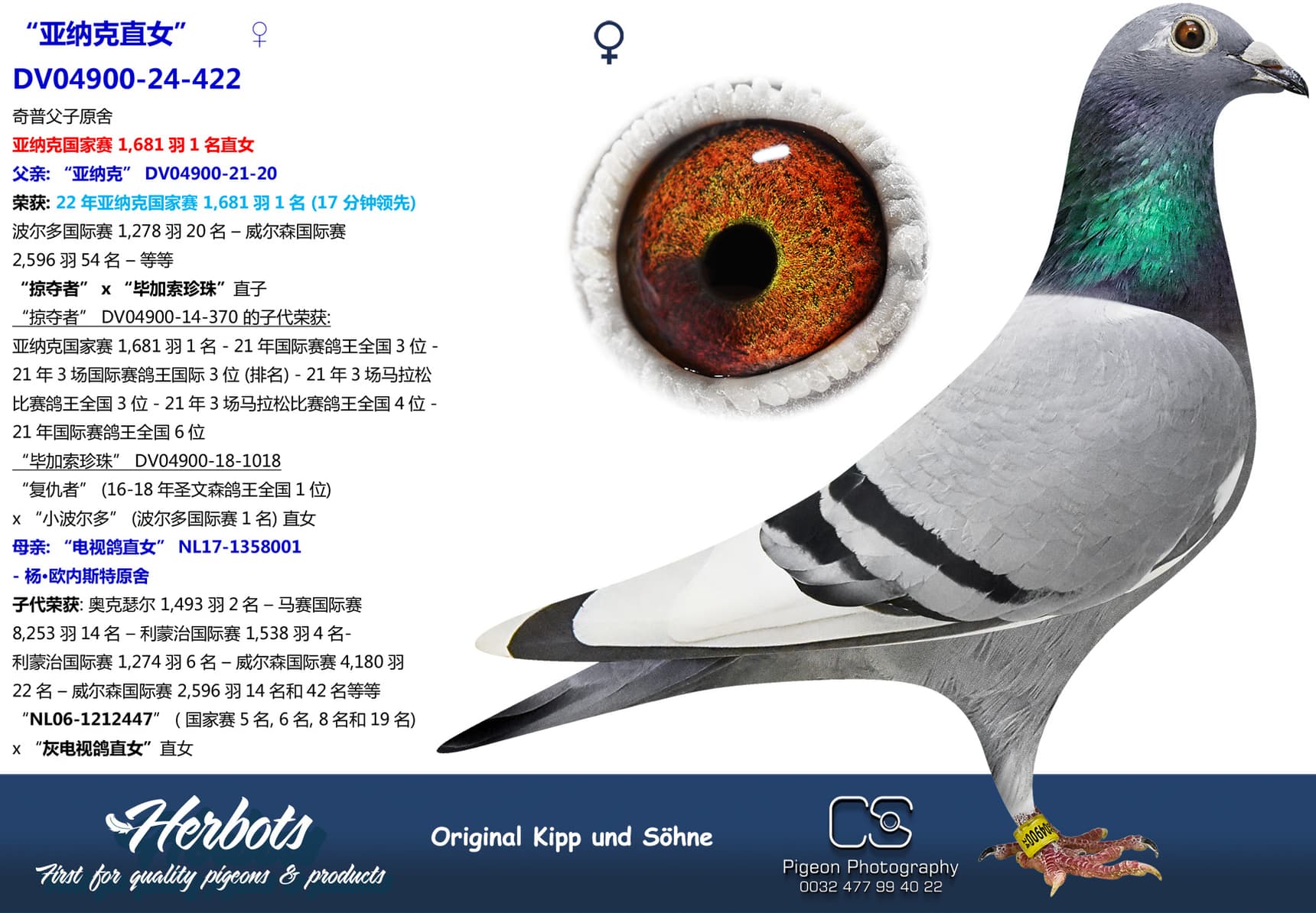 pigeon: undefined