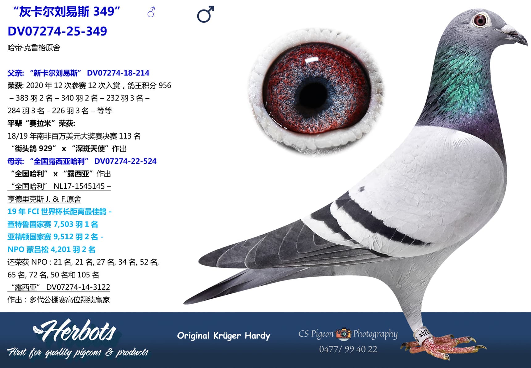 pigeon: undefined