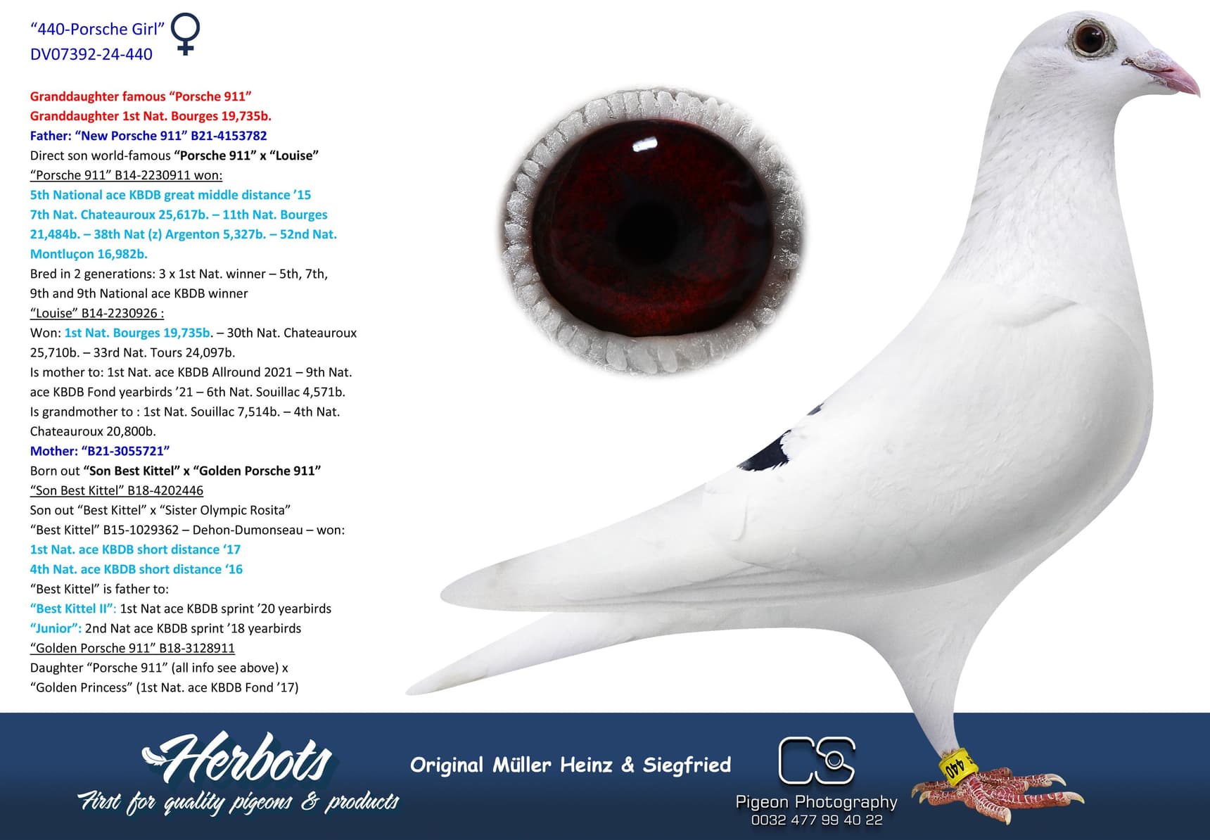 pigeon: undefined