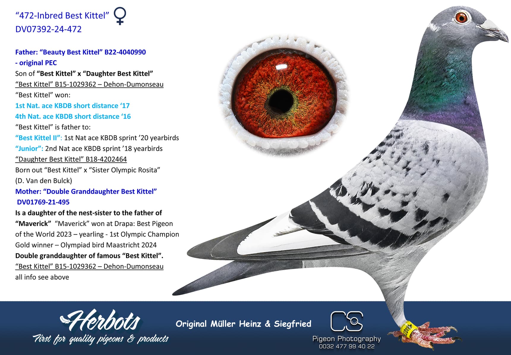 pigeon: undefined
