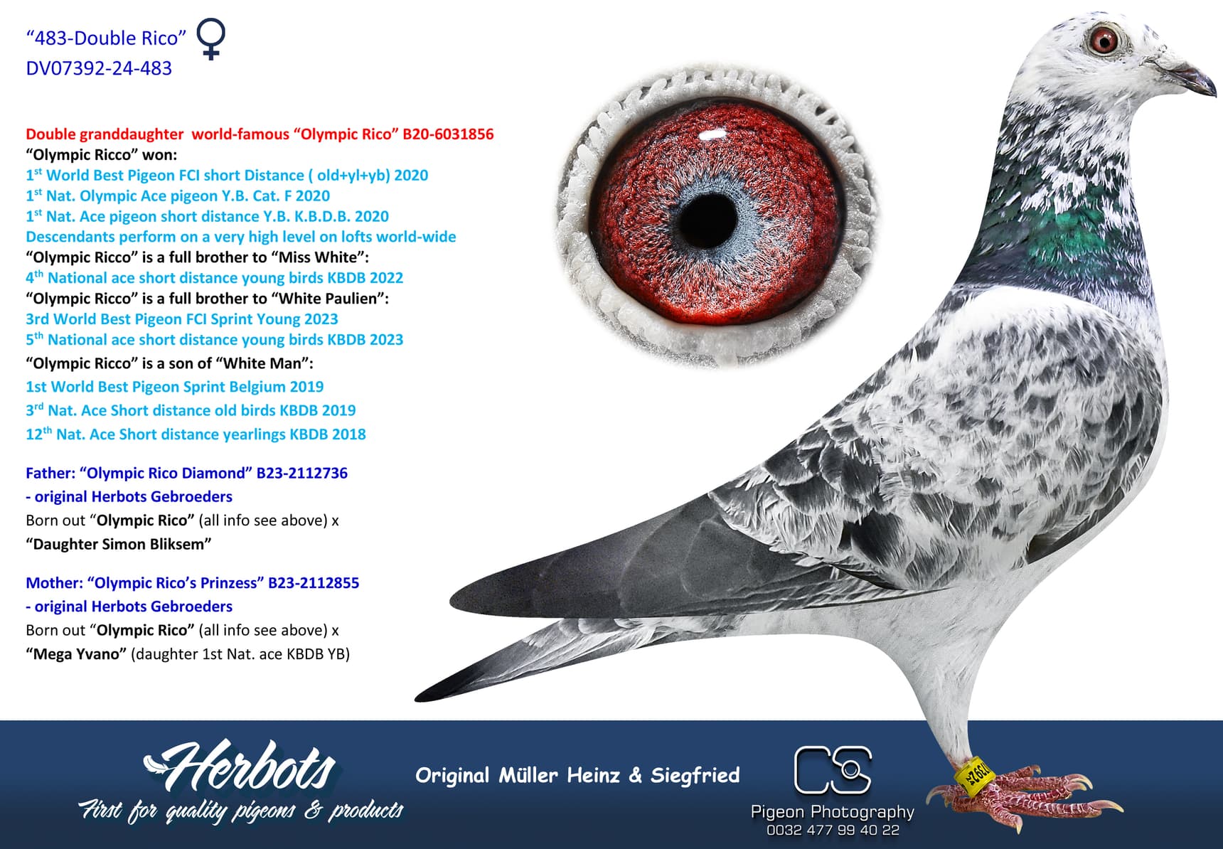 pigeon: undefined