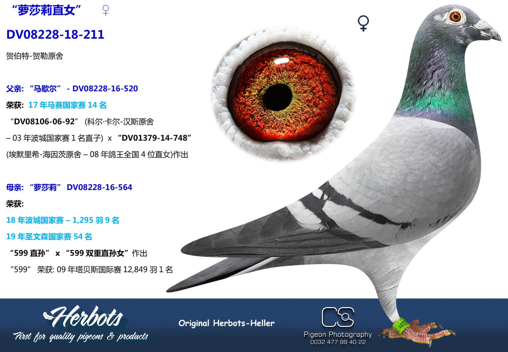 pigeon: undefined