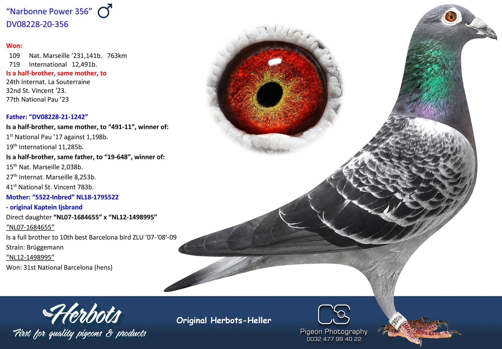 pigeon: undefined