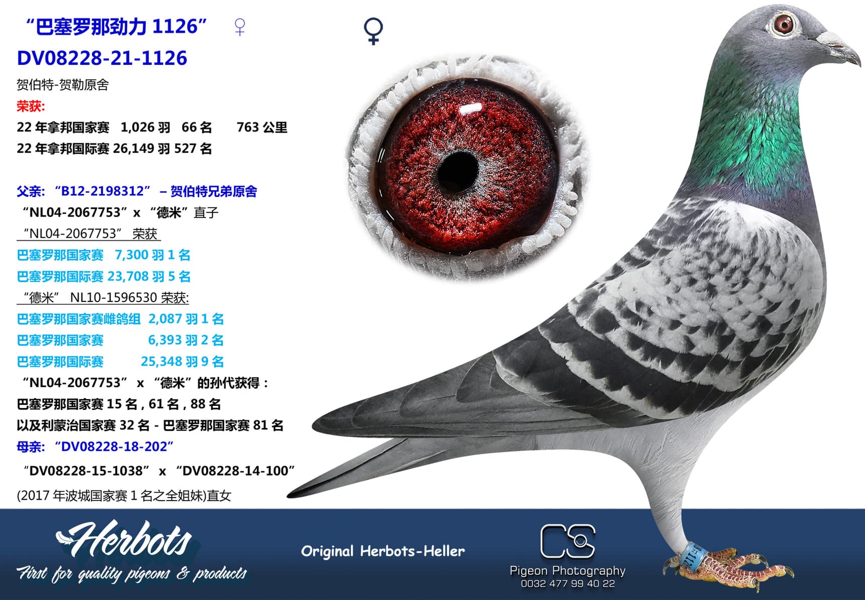 pigeon: undefined