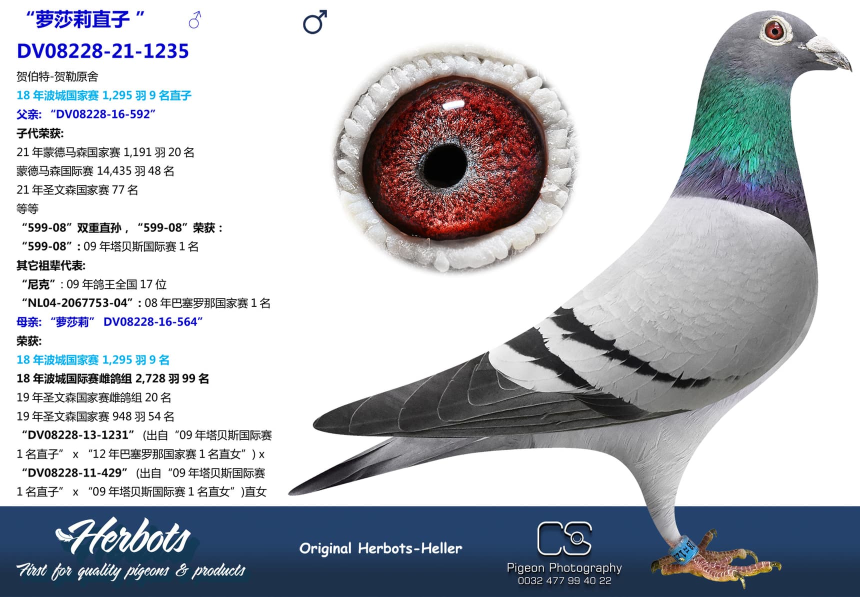 pigeon: undefined