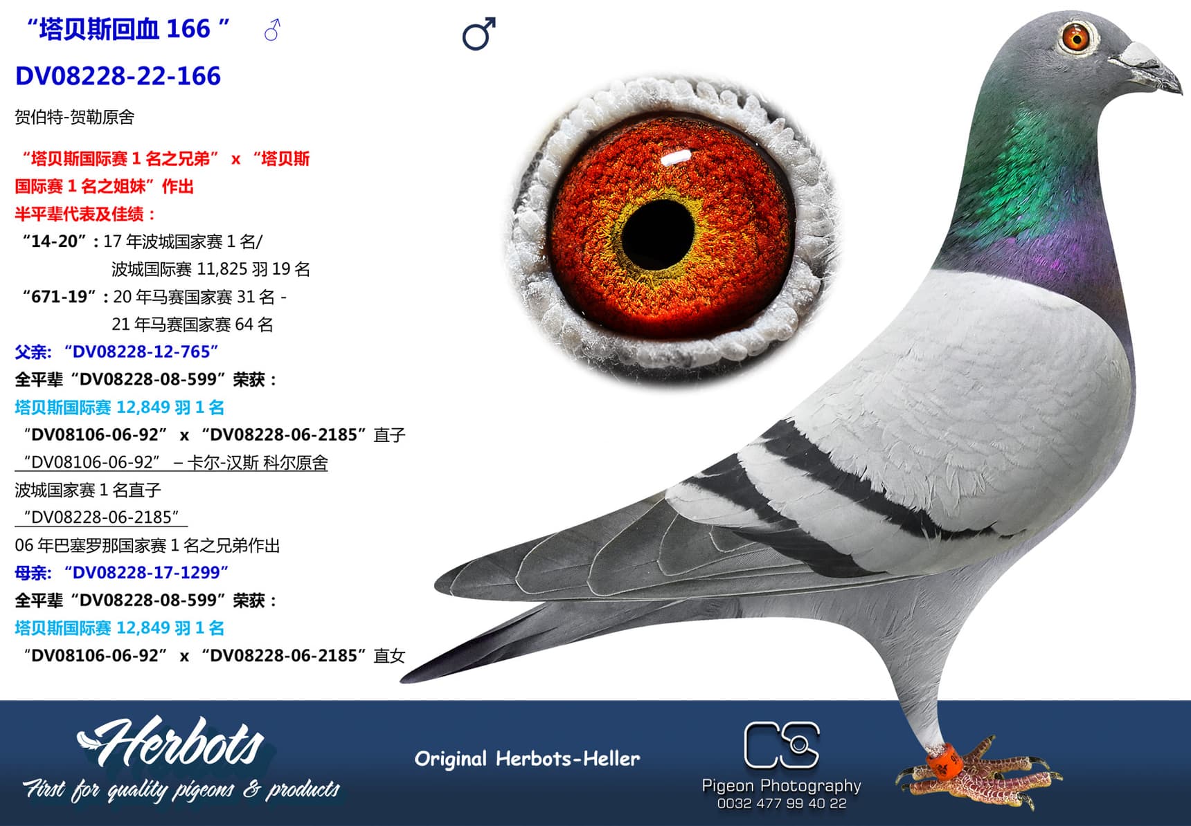 pigeon: undefined