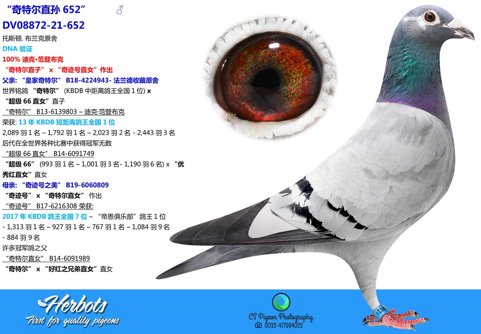 pigeon: undefined