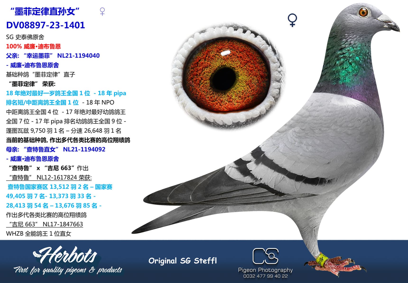 pigeon: undefined