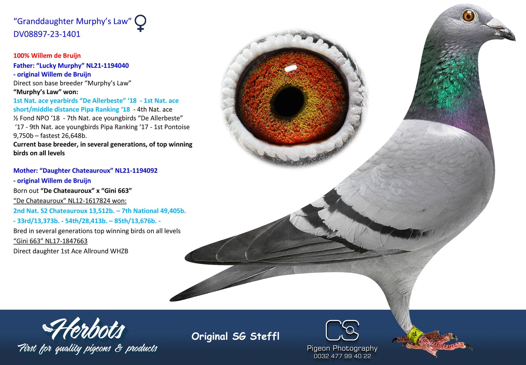 pigeon: undefined