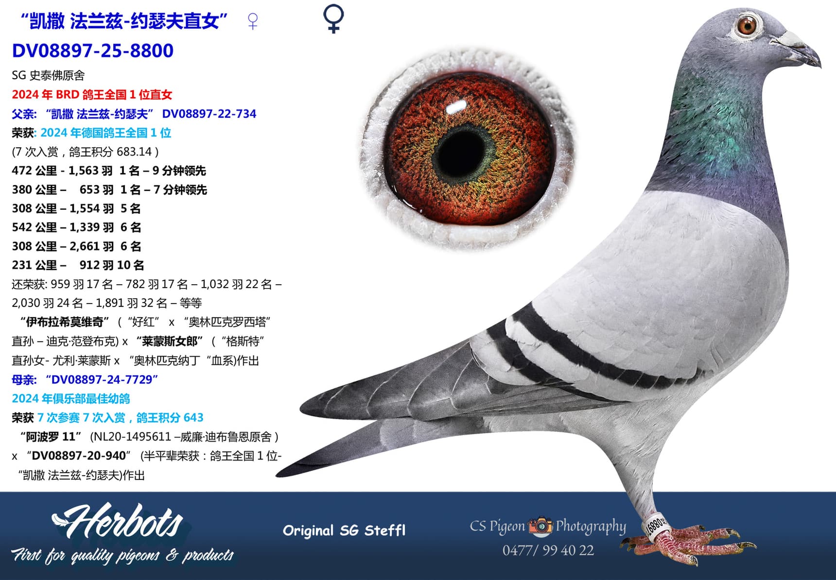 pigeon: undefined