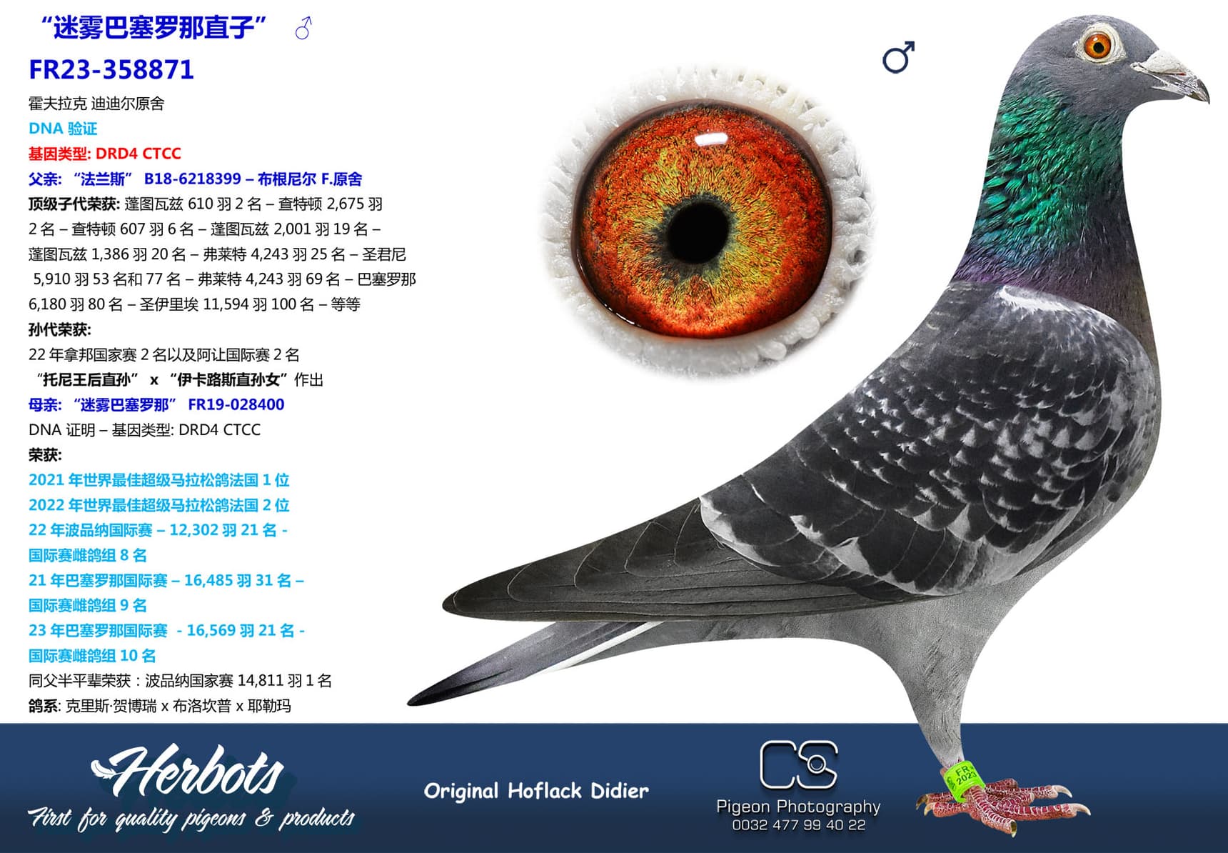 pigeon: undefined