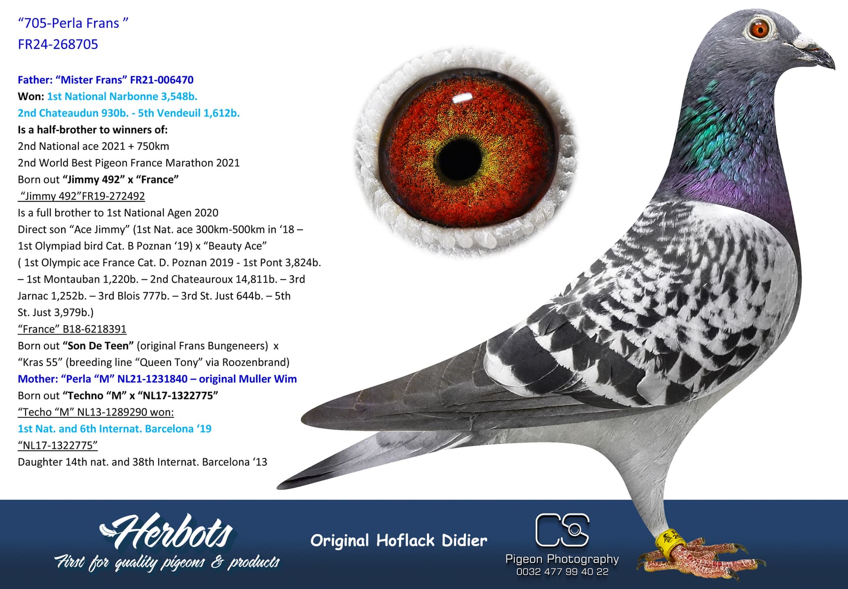 pigeon: undefined