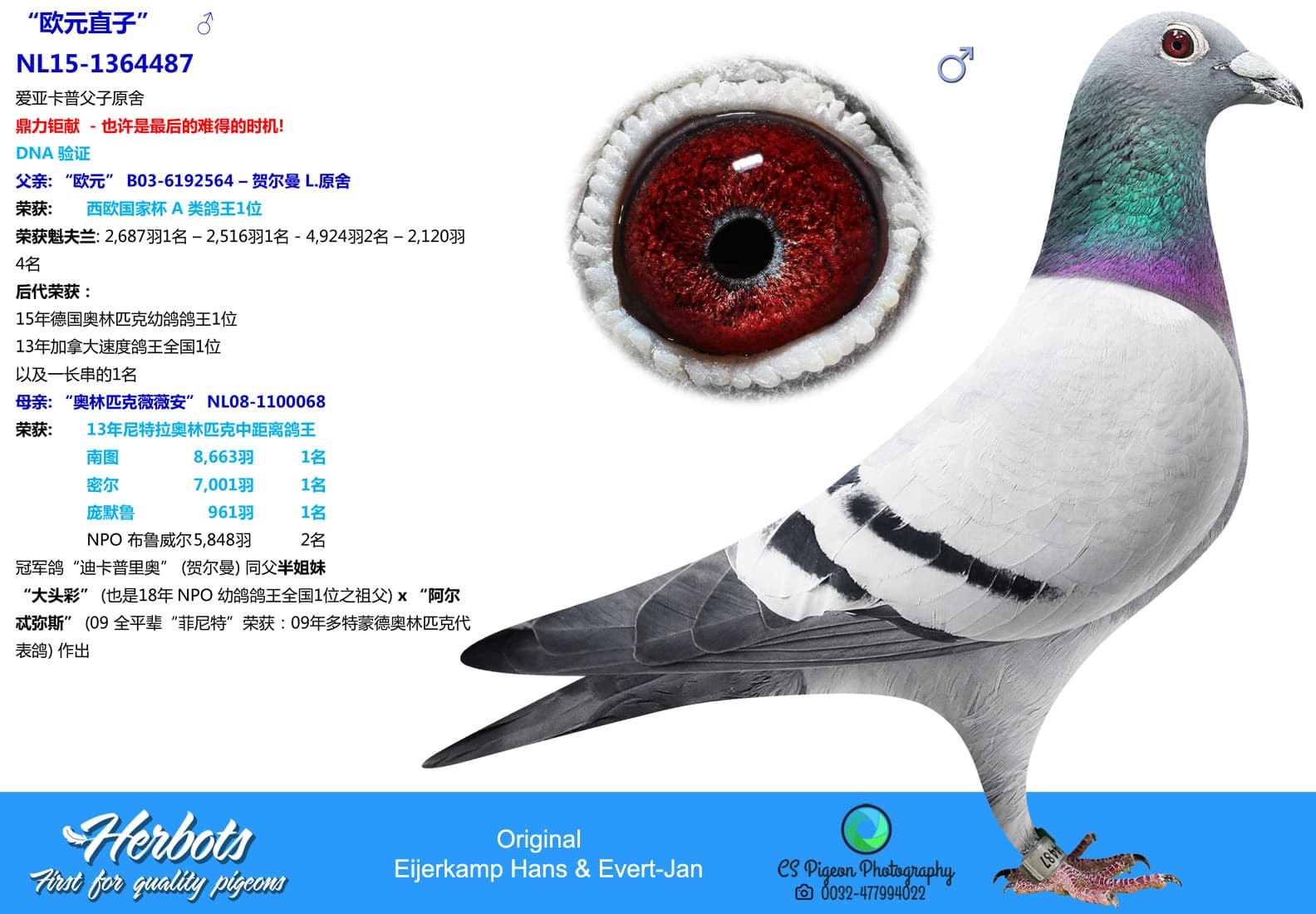 pigeon: undefined