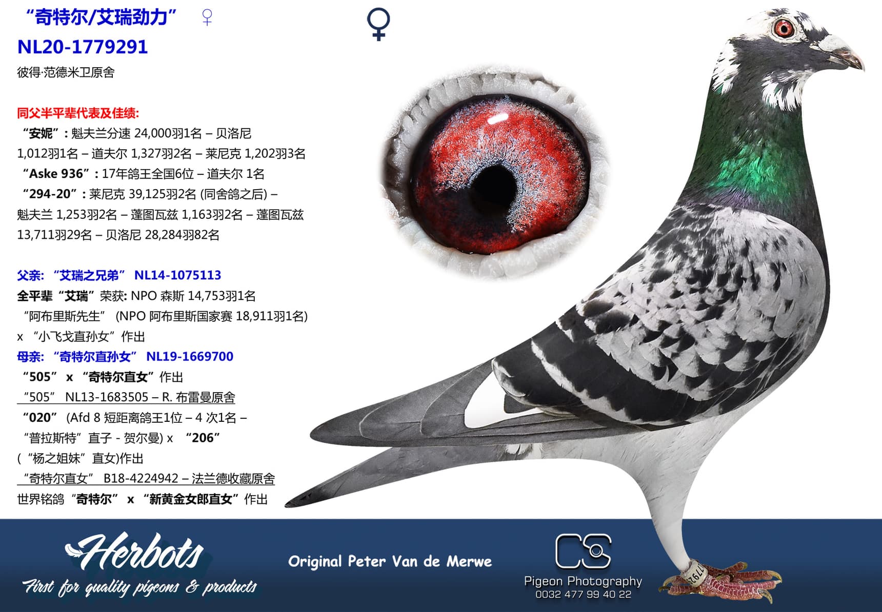 pigeon: “奇特尔/艾瑞劲力”