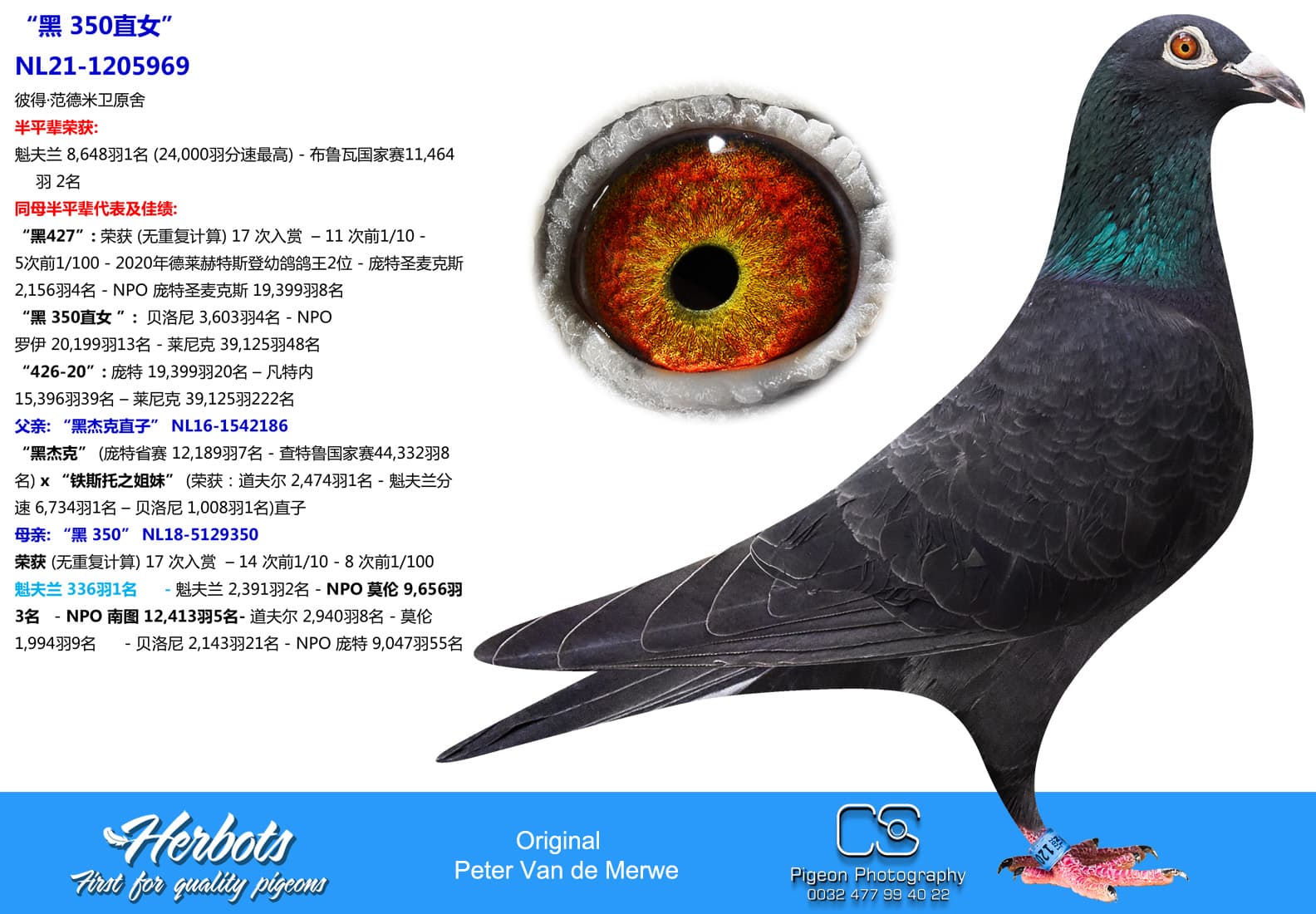 pigeon: undefined