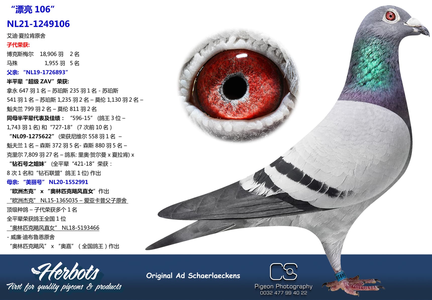 pigeon: “漂亮106”