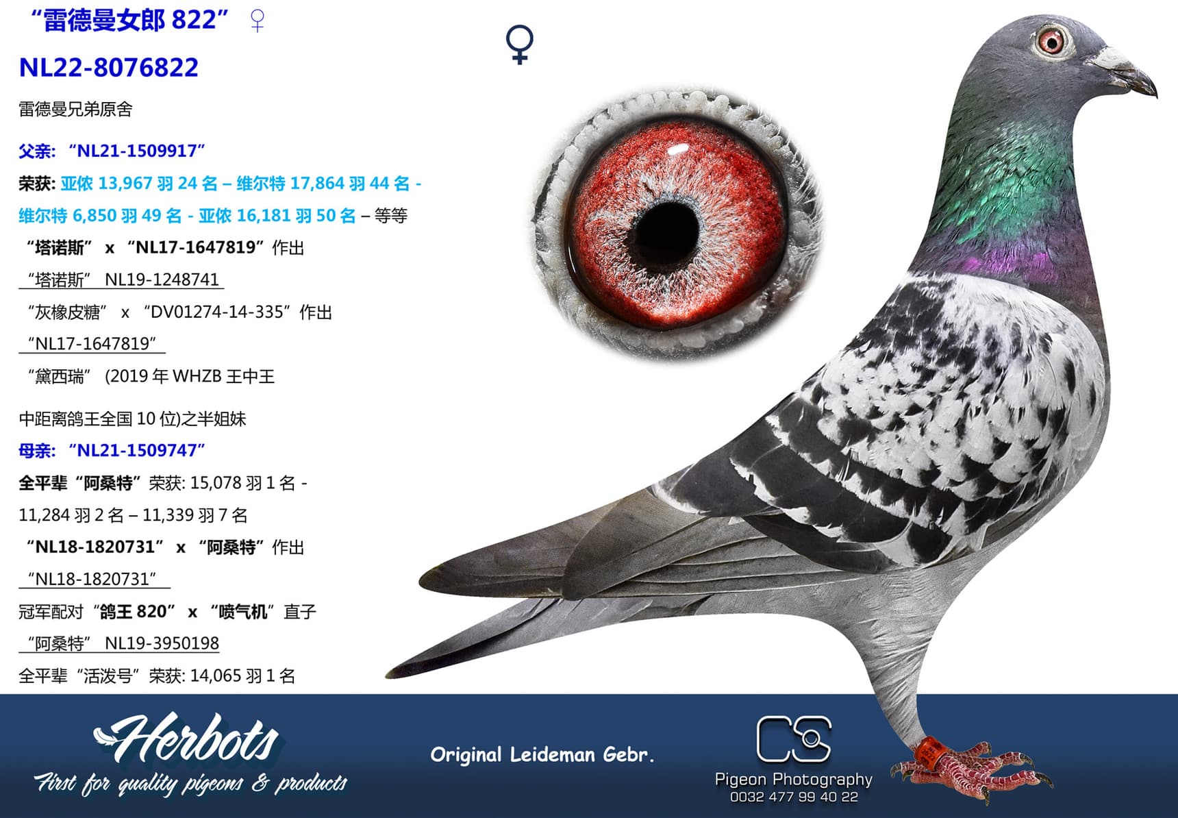 pigeon: undefined