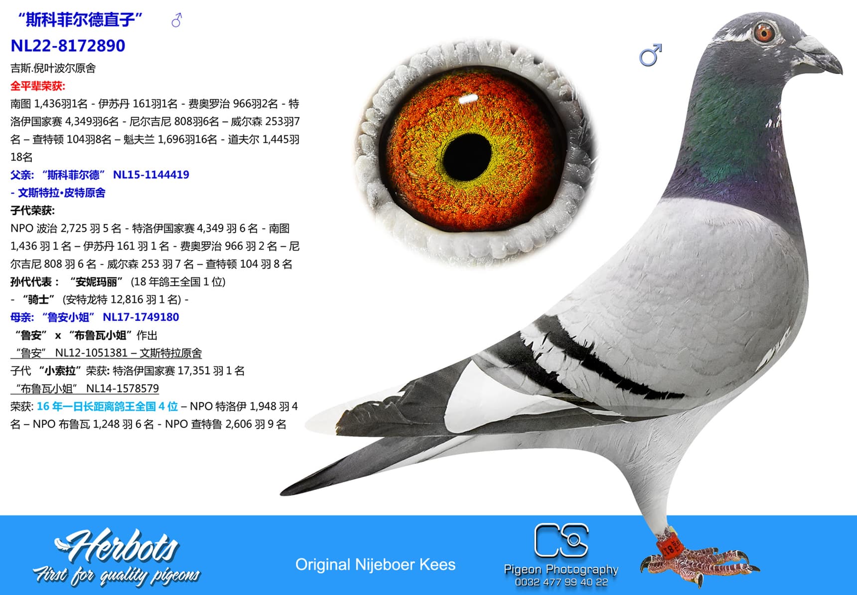 pigeon: undefined