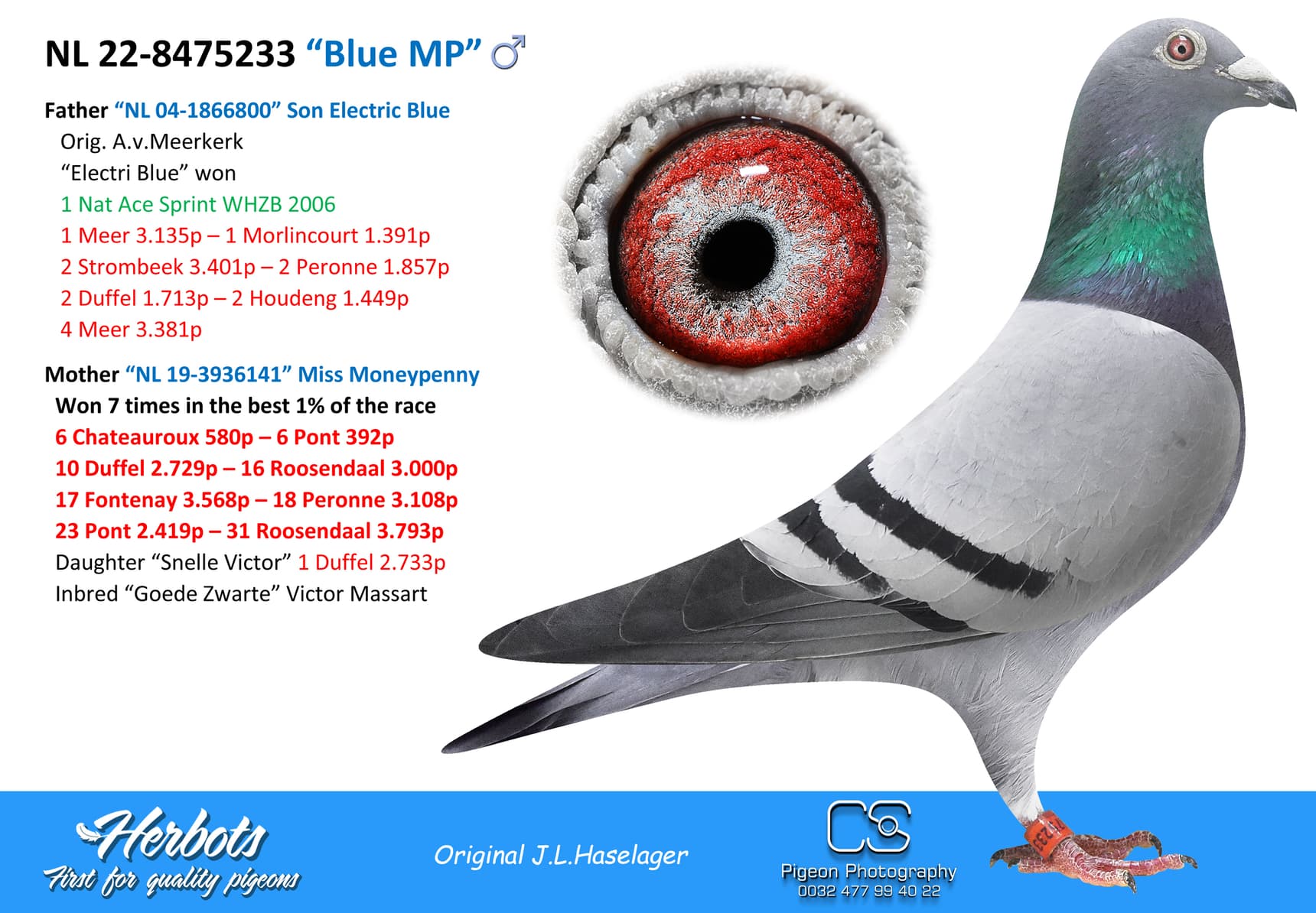 pigeon: undefined