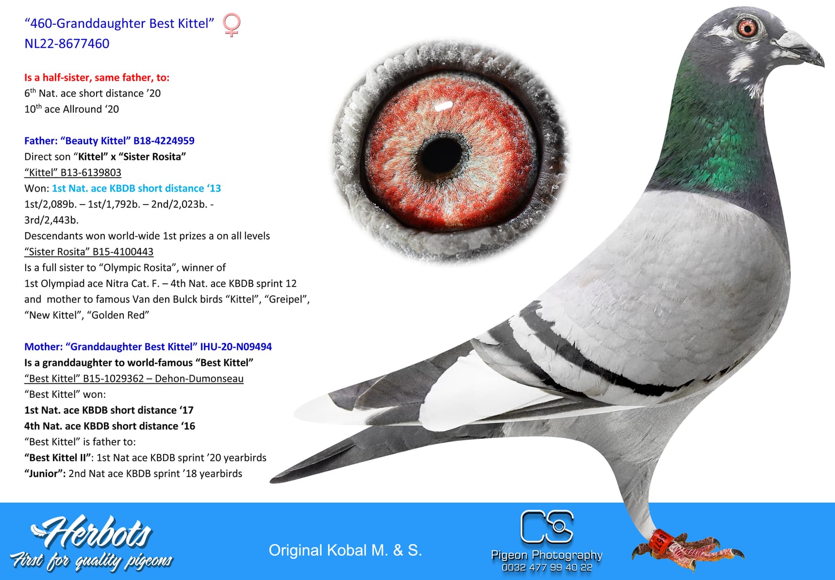 pigeon: undefined