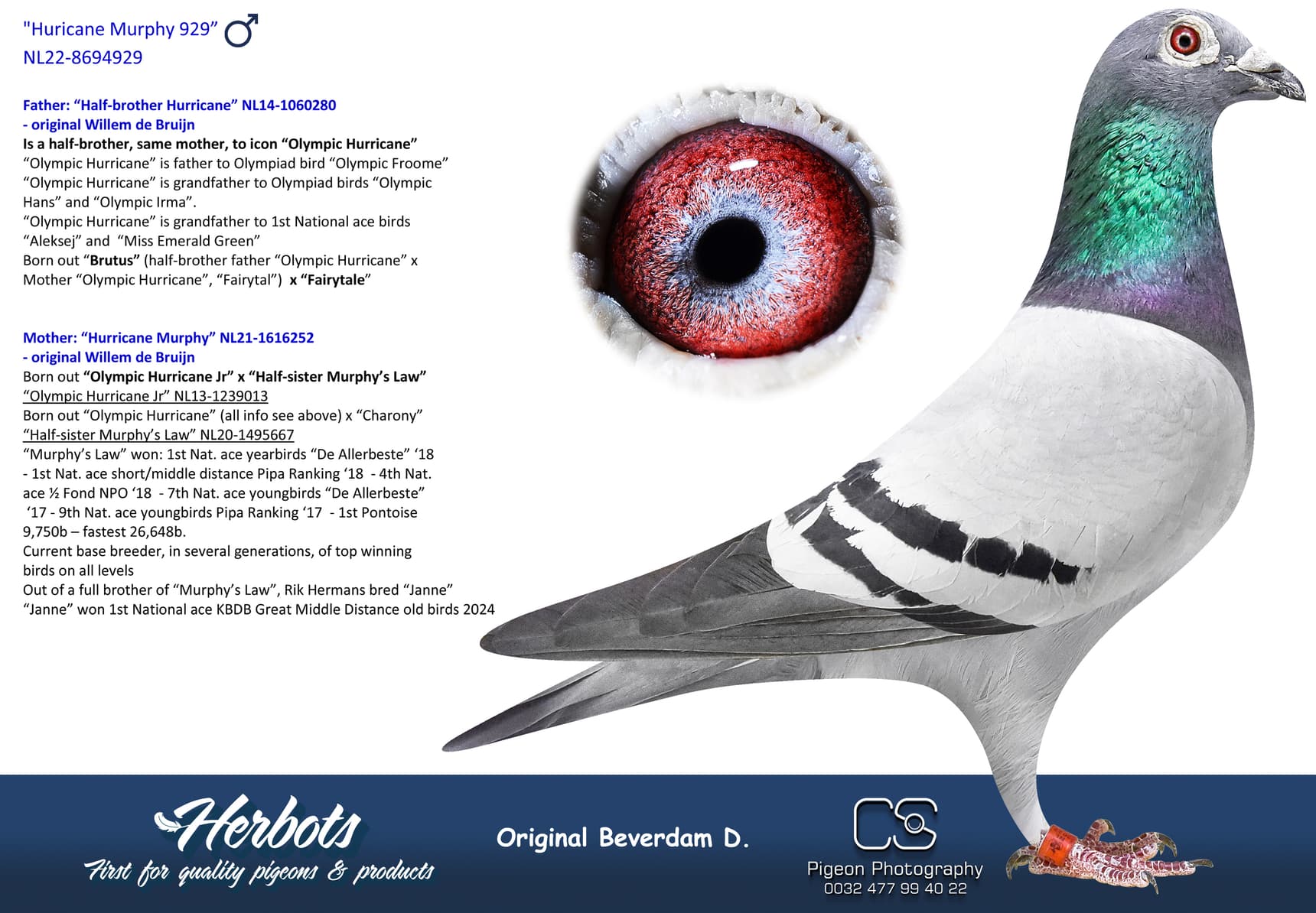 pigeon: undefined