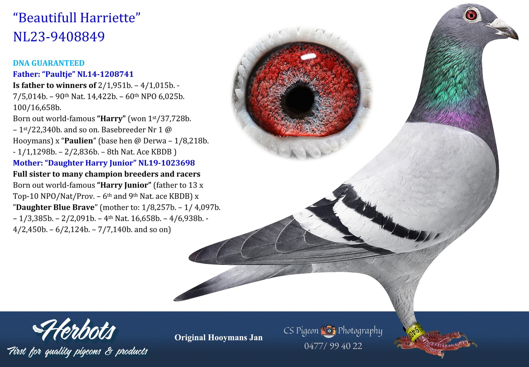 pigeon: undefined