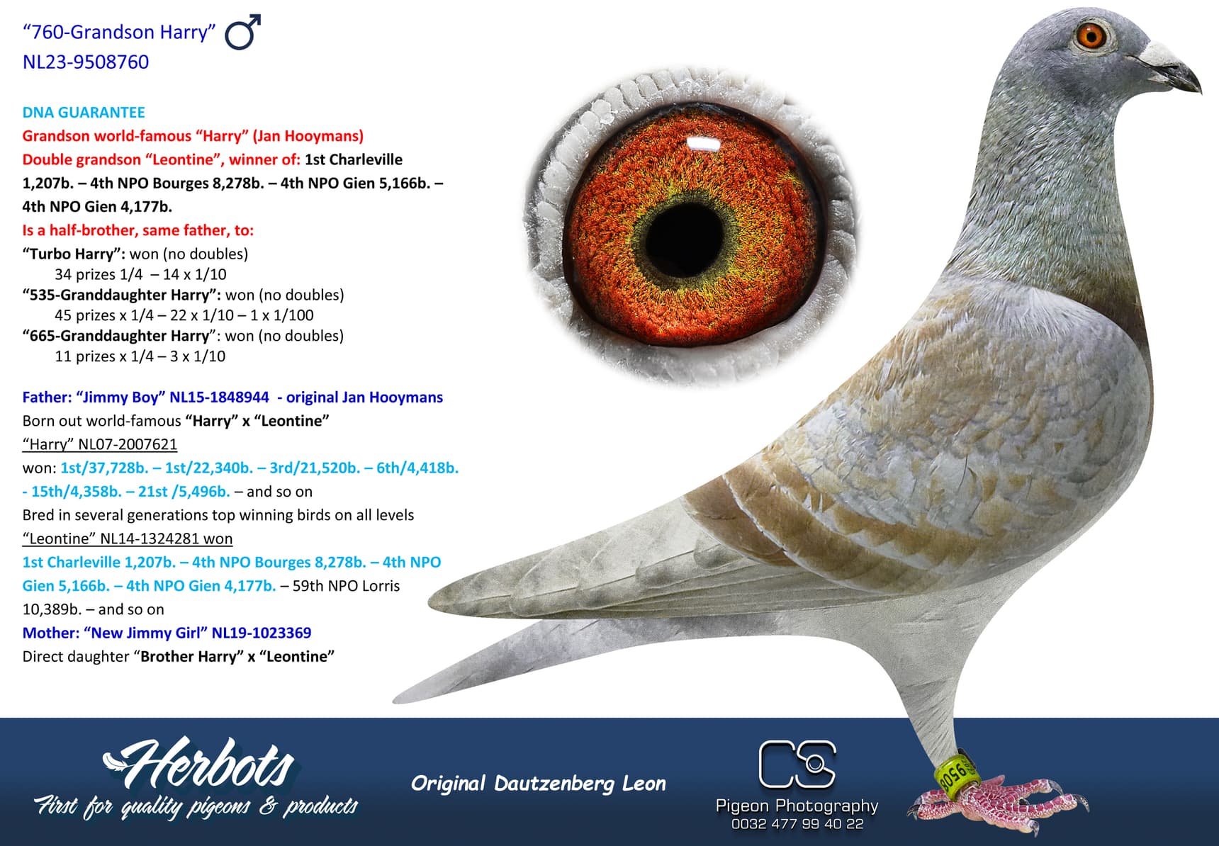pigeon: undefined