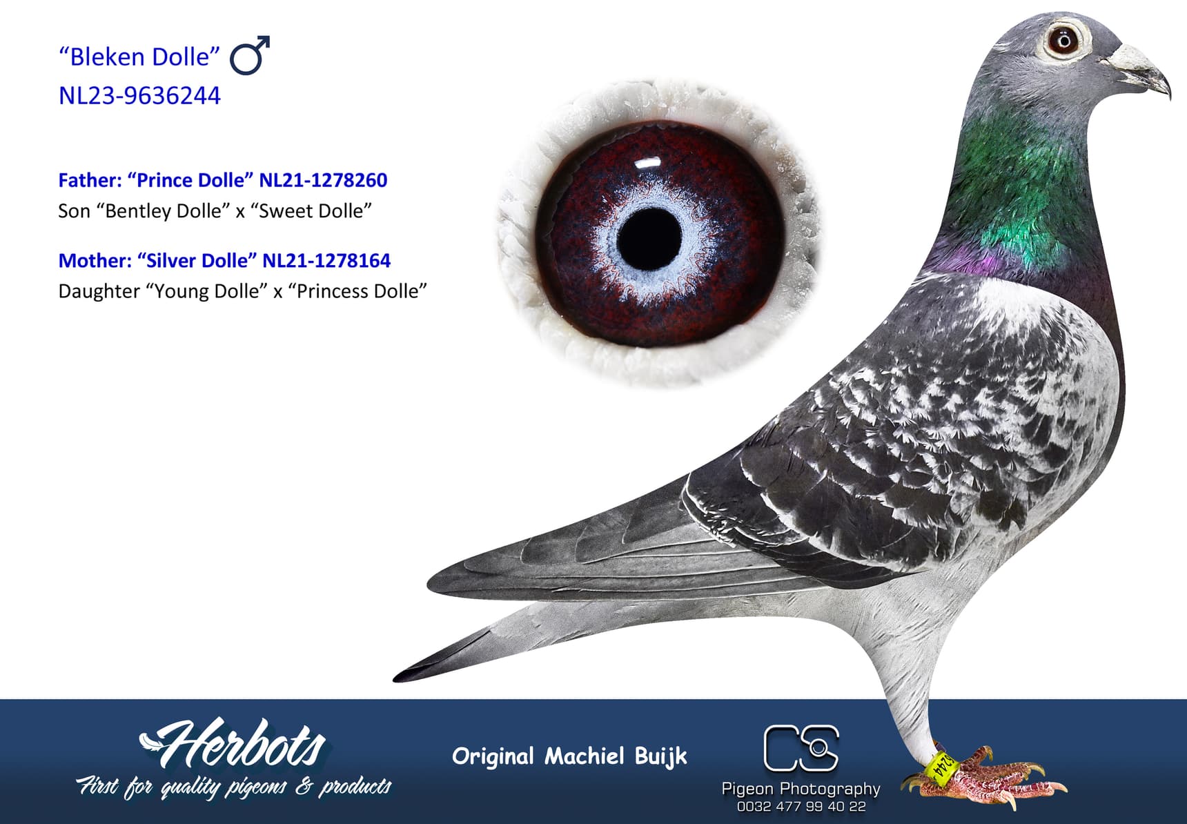 pigeon: undefined