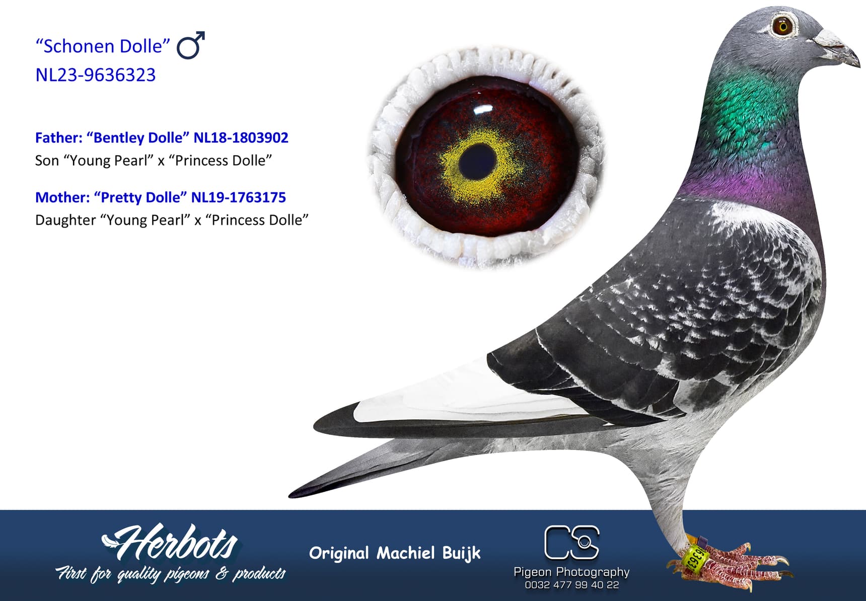 pigeon: undefined